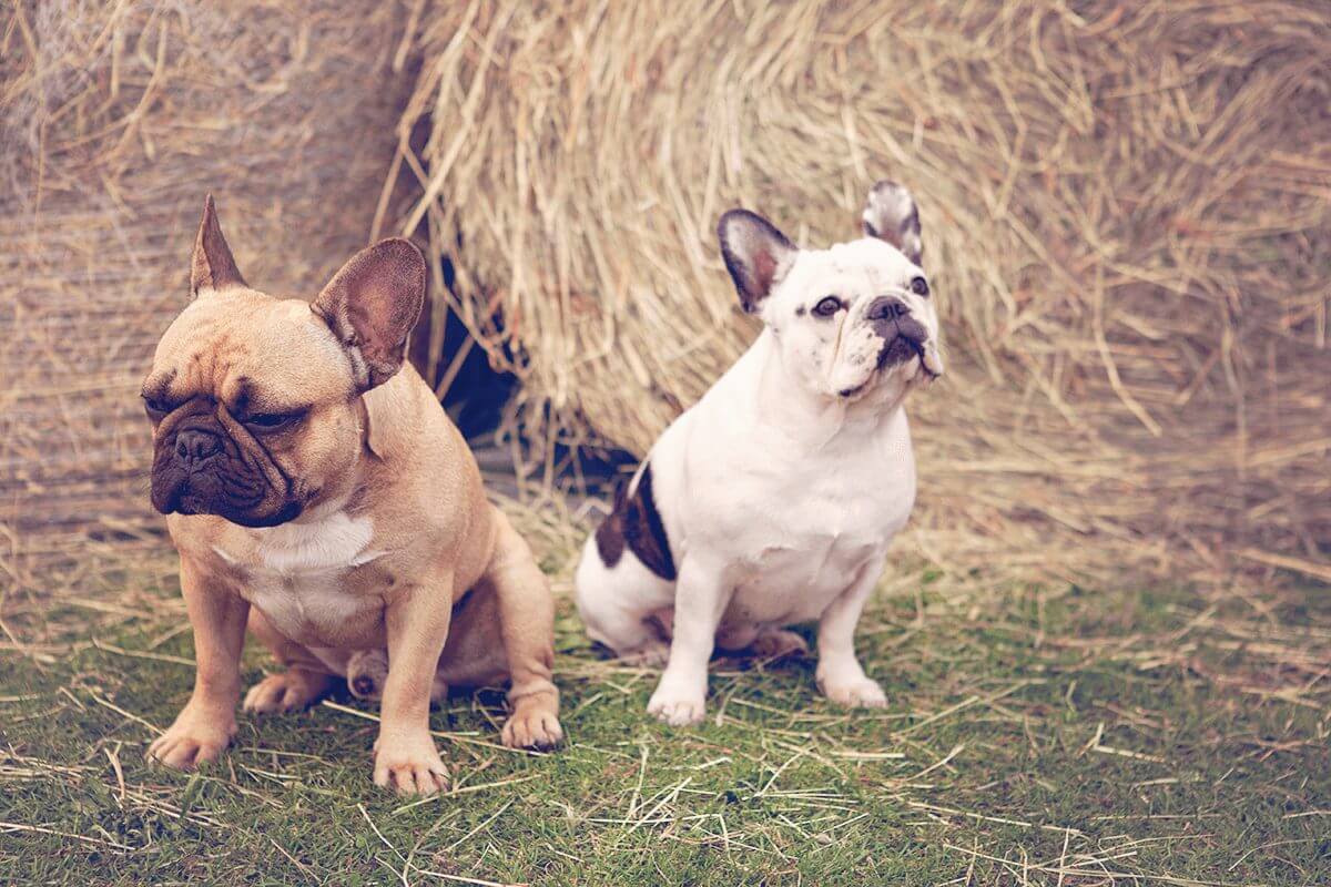 hundfotografering_barnarp