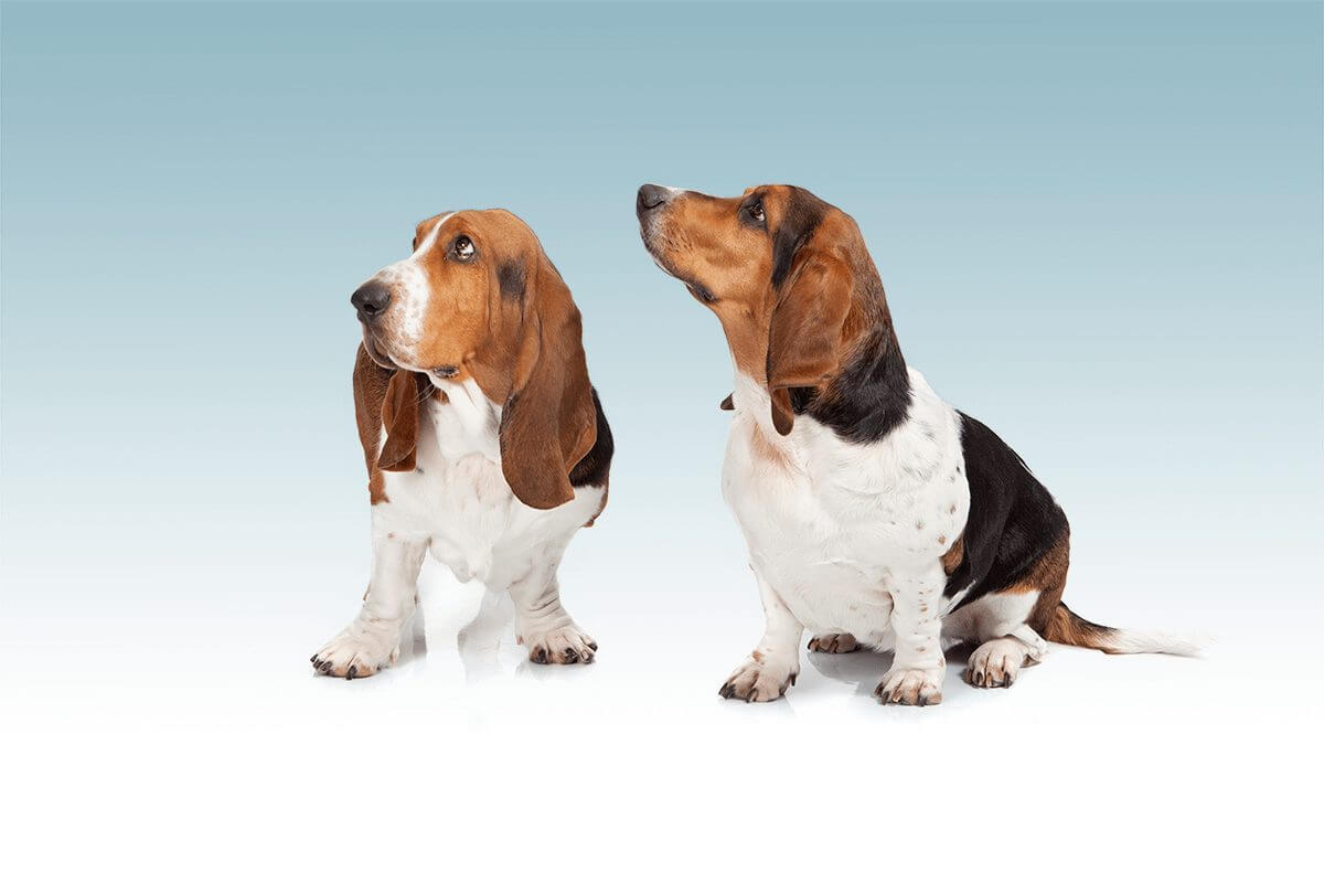 bassethound_fotostudio