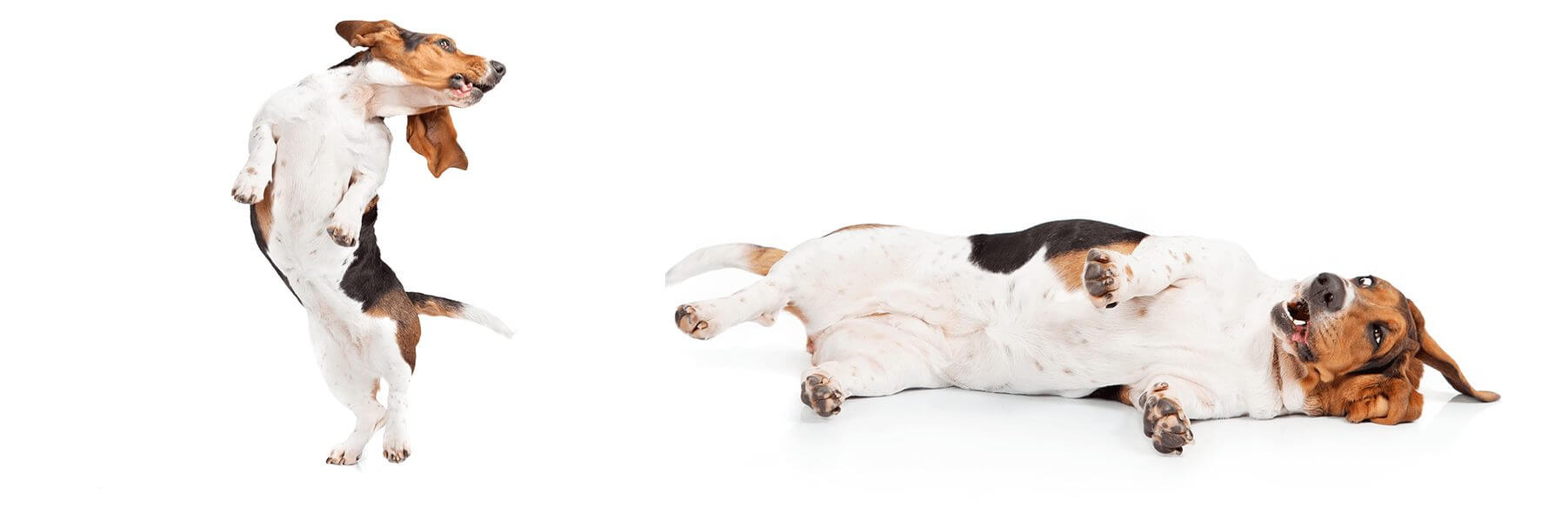 bassethound_fotostudio2