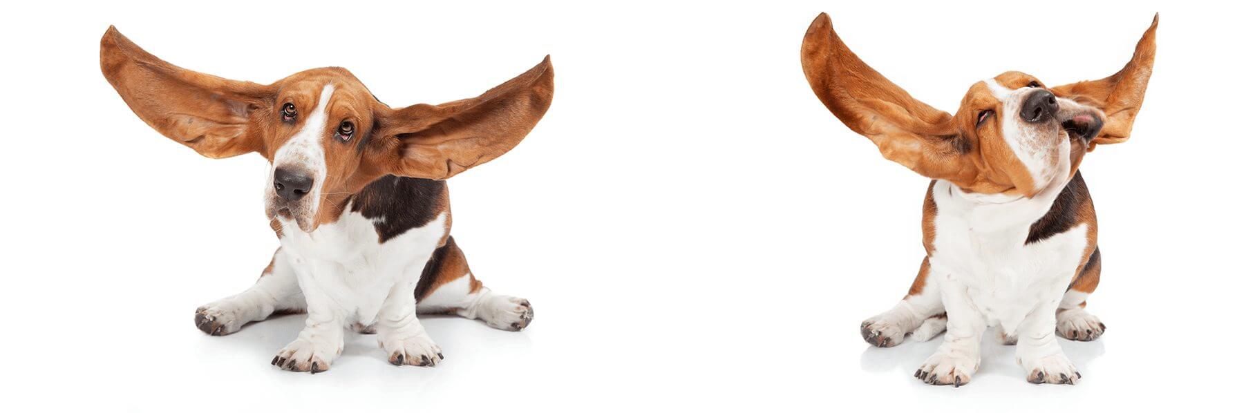 bassethound_fotostudio3