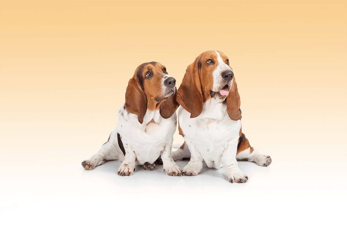 bassethound_fotostudio6